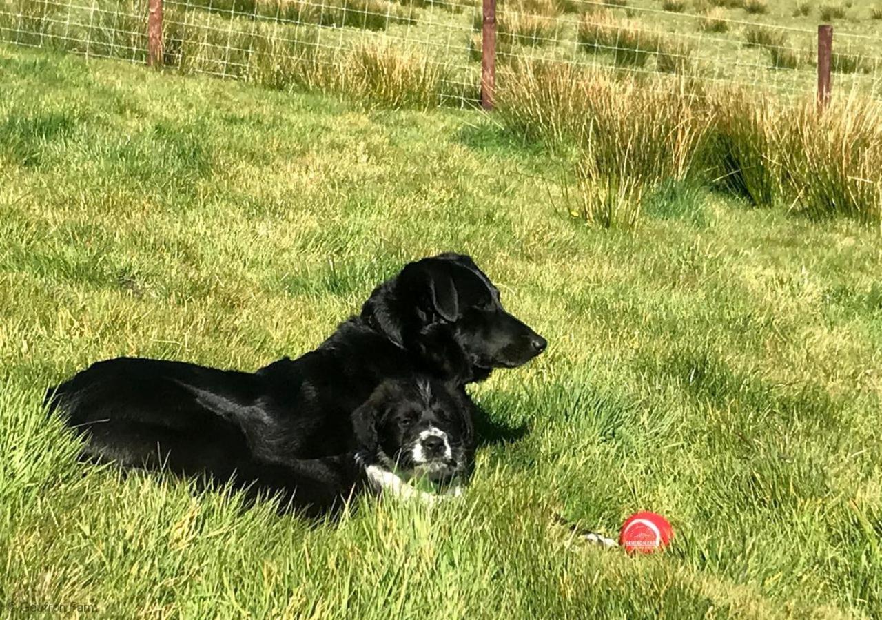 Farmhouse & Cottage At Geufron Farm - Dog Friendly Bryn-crug Exterior photo